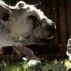 Об эпическом саундтреке The Last Guardian