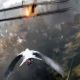 В Battlefield 1 можно играть за голубя